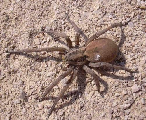 Hogna radiata