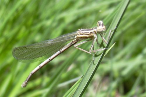 Platycnemis pennipes
