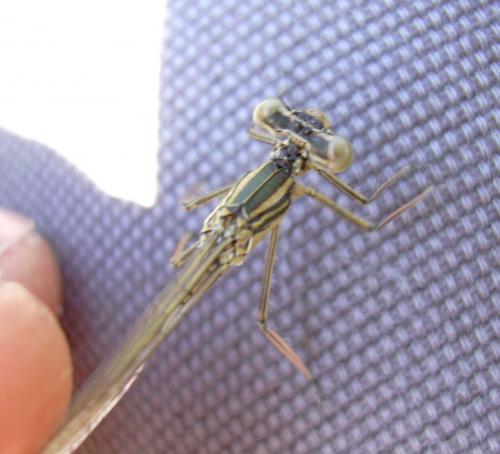 Platycnemis pennipes