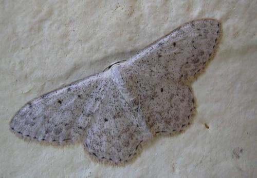Réf. 8 691 : Scopula marginepunctata