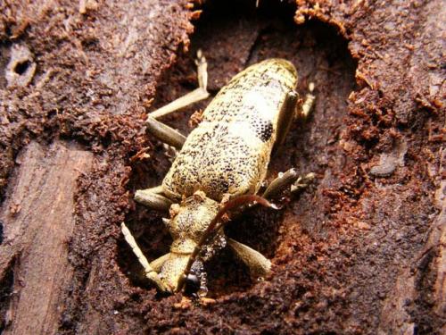 Réf. 8 875 : Rhagium mordax