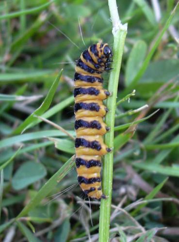 Tyria jacobaeae