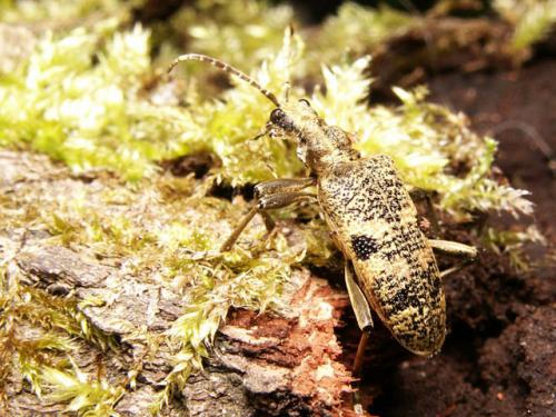 Réf. 8 876 : Rhagium mordax