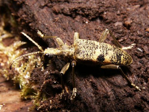 Réf. 8 877 : Rhagium mordax