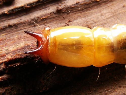 Réf. 8 880 : Pyrochroa coccinea