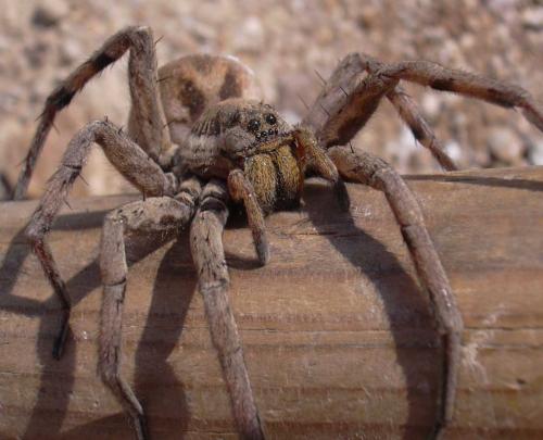 Hogna radiata