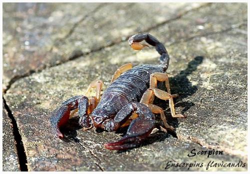 Euscorpius flavicaudis