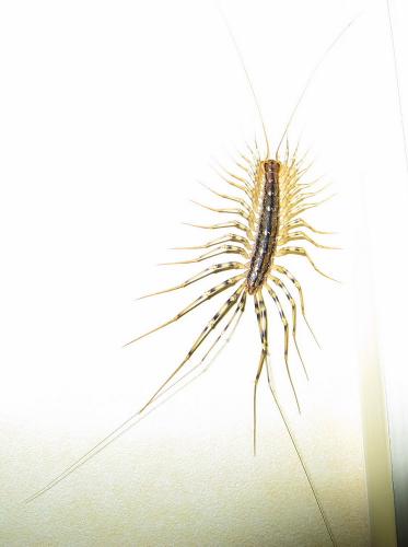 Réf. 8 984 : Scutigera coleoptrata