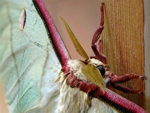 Actias selene