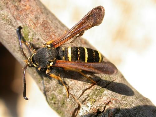 Réf. 8 651 : Paranthrene tabaniformis