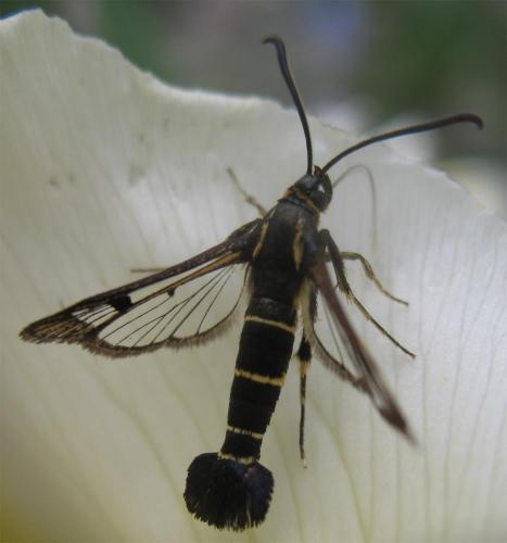 Réf. 8 990 : Synanthedon tipuliformis
