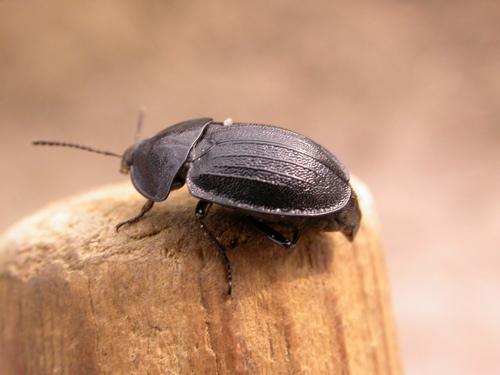 Réf. 8 078 : Phosphuga atrata