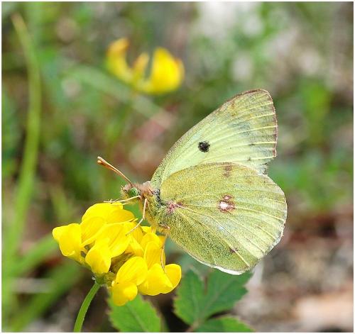 Colias sp.