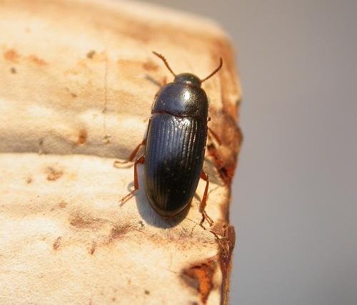 Diaclina fagi