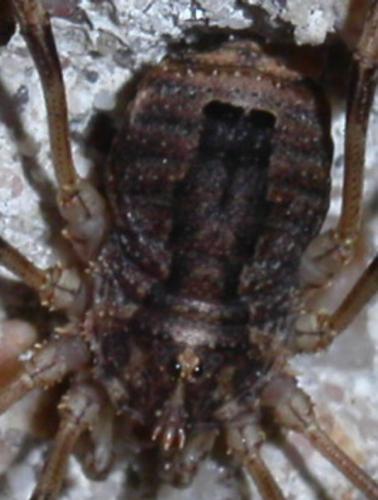 Odiellus spinosus