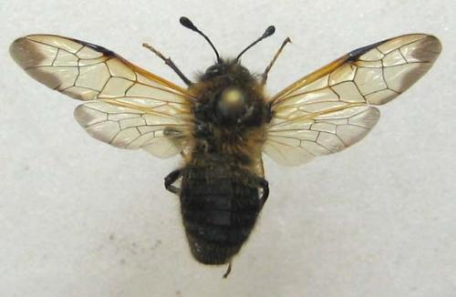 Réf. 8 447 : Pseudoclavellaria amerinae
