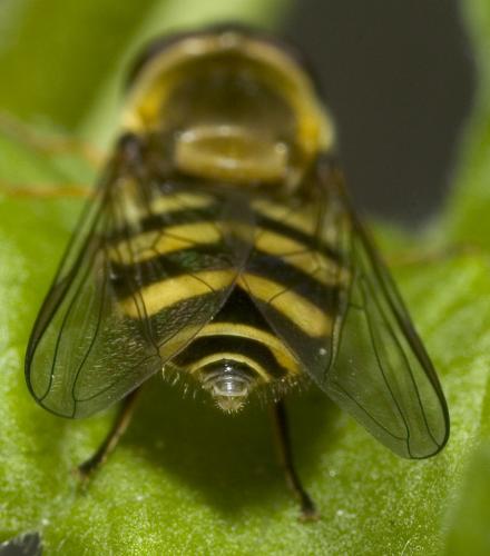Syrphus vitripennis