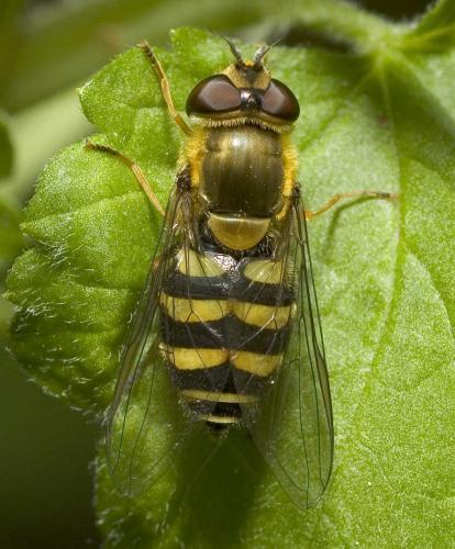 Réf. 8 212 : Syrphus vitripennis