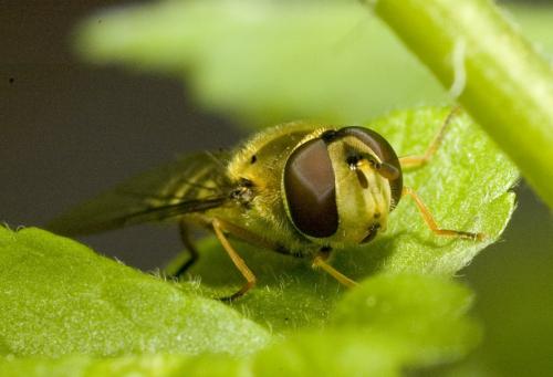 Syrphus vitripennis