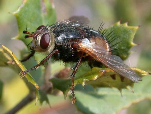 Réf. 8 850 : Tachina sp.