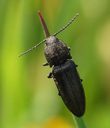 Réf. 8 072 : Cidnopus pilosus