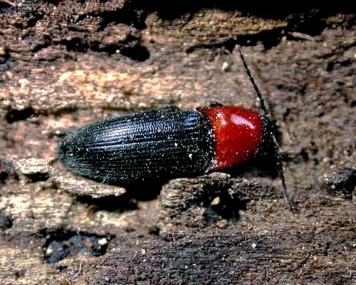 Ischnodes sanguinicollis