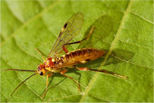 Réf. 8 315 : Tenthredopsis sordida