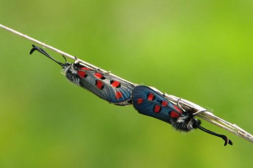 Zygaena rhadamanthus stygia