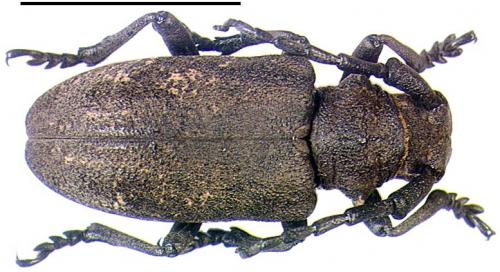 Réf. 8 444 : Lamia textor