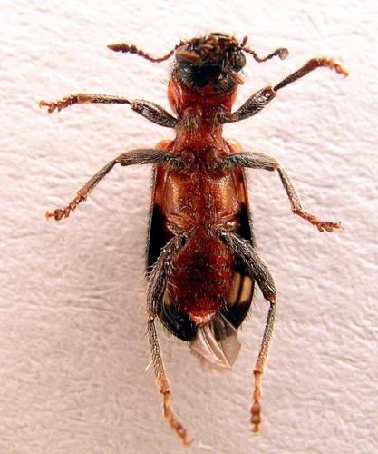 Thanasimus formicarius