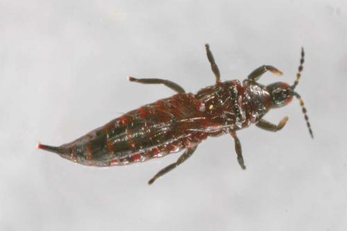 Réf. 8 583 : Haplothrips sp.