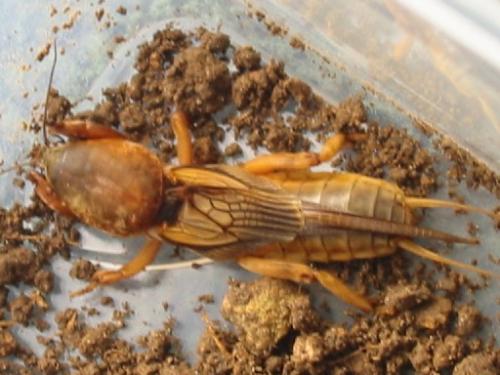 Réf. 8 187 : Gryllotalpa vineae