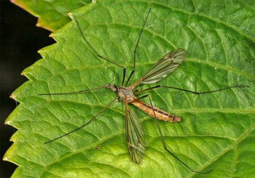 Tipula vernalis
