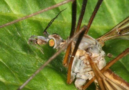 Tipula vernalis