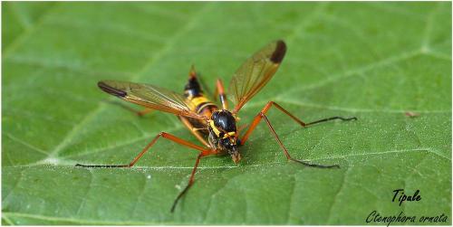 Réf. 8 313 : Ctenophora elegans