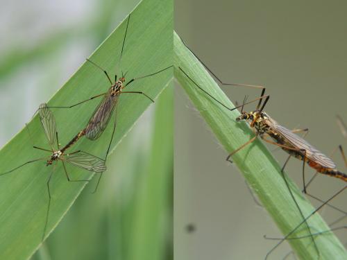 Réf. 8 836 : Nephrotoma appendiculata