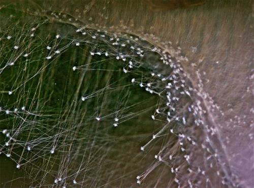 Cheiracanthium sp.