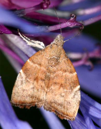 Réf. 8 511 : Choreutis nemorana