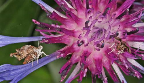 Choreutis nemorana