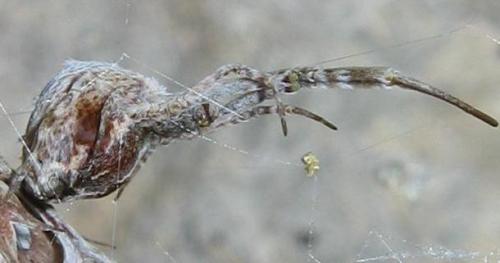 Réf. 8 867 : Uloborus walckenaerius