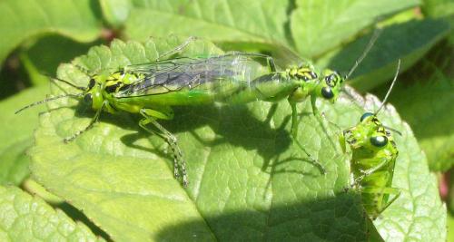 Réf. 8 240 : Rhogogaster chlorosoma