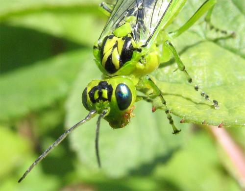 Réf. 8 241 : Rhogogaster chlorosoma