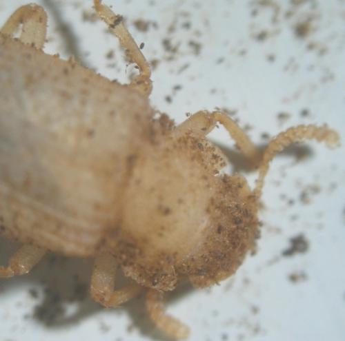 Réf. 8 425 : Bolitophagus reticulatus