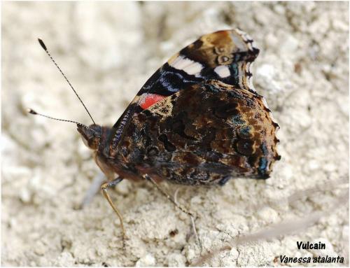 Réf. 8 482 : Vanessa atalanta