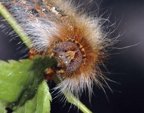 Lasiocampa quercus