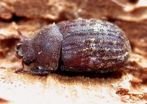 Aesalus scarabaeoides