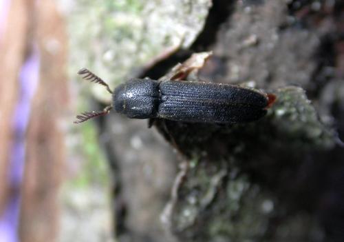 Melasis buprestoides