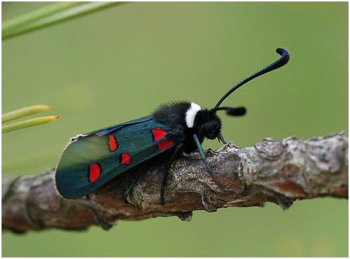 Zygaena lavandulae