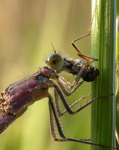 Ischnura elegans