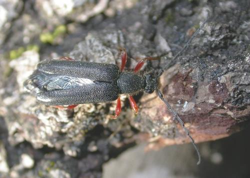 Réf. 8 517 : Anoplodera rufipes